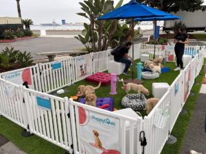 Dog play fence